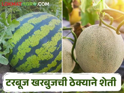 Cultivation of Watermelon, Melon; Space is taken by contract! | ठेक्याच्या शेतात टरबूज खरबुजाच्या वाड्या; दूधणा प्रकल्प ग्रस्त शेतजमिनिचा असाही वापर