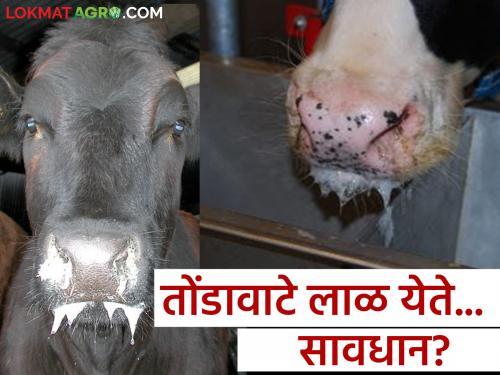 Take care of the health of livestock; There will be loss of money due to infection | आरोग्य सांभाळा पशूधनाचे; संसर्गजन्य आजरात होईल नुकसान धनाचे