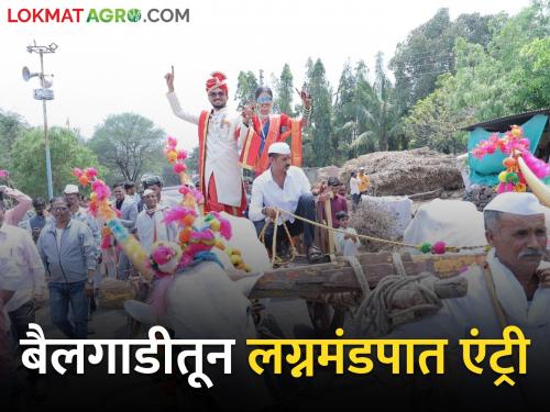 don't challenge to farmer son; Entry to wedding hall by bullock cart | शेतकरी पुत्रांचा नाद नाय करायचा; लग्नमंडपात बैलगाडीतून एंट्री