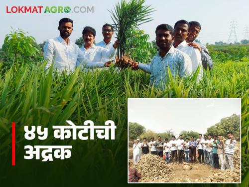 45 crores earned by farmers from ginger production; Tambewadi village is a role model for the state | अद्रक उत्पादनातून शेतकऱ्यांनी कमावले ४५ कोटी; तांबेवाडी गावाचा राज्यासमोर आदर्श