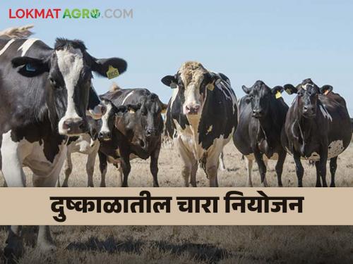 What should be planned while managing livestock during drought? Read on | दुष्काळात पशुधन व्यवस्थापन करतांना काय नियोजन करावे? वाचा