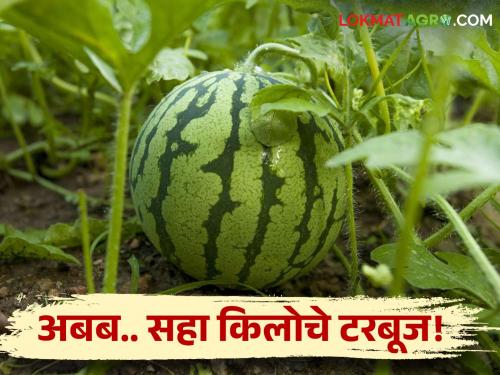 An income of two lakhs can be obtained from watermelon crop per acre | एका एकरातील टरबूज पिकातून मिळाले पावणे दोन लाखांचे उत्पन्न