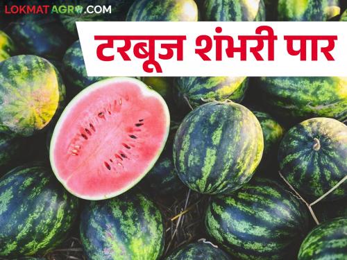 Inflow of Lalelal Watermelons increased Watermelon sale from Rs.10 to Rs.100 in Ambajogai | लालेलाल टरबुजांची आवक वाढली १० रुपयांपासून १०० रुपयापर्यंत टरबूज विक्रीला