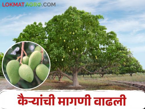 Sale of kairy per hundred fruits to per kilo; Increase in demand, increase in price | शेकडा भावात मिळणाऱ्या कैऱ्यांची किलोप्रमाणे विक्री; मागणी वाढली, दरात वाढ