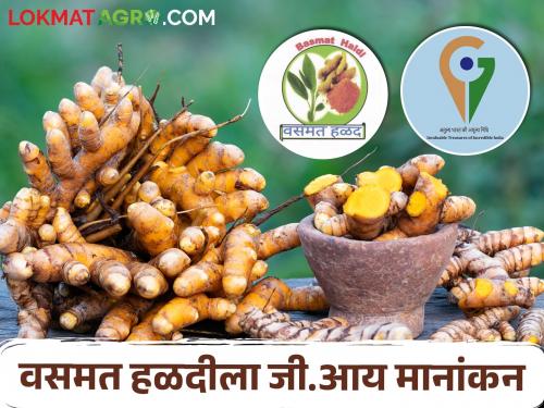 Wasmat Haldi got G I rating; Special recognition will be done in the country and abroad | वसमत हळदीला मिळाले जीआय मानांकन; देशासह विदेशात होणार विशेष ओळख