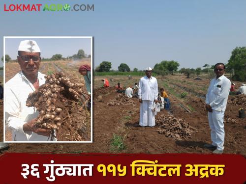 The farmer obtained 115 quintals of ginger production in just 36 guntha | अवघ्या ३६ गुंठ्यात शेतकऱ्याने मिळविले ११५ क्विंटल अद्रकीचे उत्पादन