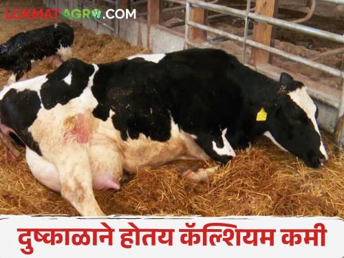 Take care of livestock health; Do not tamper with animal feed | पशुधनाच्या आरोग्याची घ्या दखल; नका करू पशु आहारात चालढकल