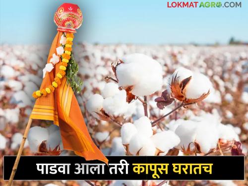 Cotton stored at home due to unsatisfied market price; Farmers in crisis | बाजारभावाच्या कचाट्यात कापूस घरातच; शेतकरी मेटाकुटीस