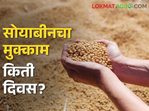 Should soybeans be kept at home or sold at a low price? In the farmer's opinion | सोयाबीन घरात ठेवावे की कमी भावात विकावे ? शेतकरी विवंचनेत