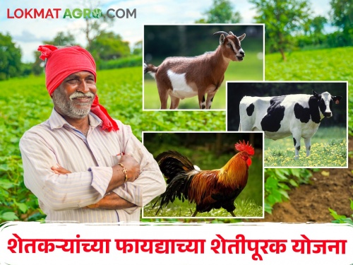 Various government schemes that provide financial support to farmers through livestock rearing | शेतकऱ्यांना पशुधनाच्या संगोपनातून आर्थिक पाठबळ देणाऱ्या विविध सरकारी योजना