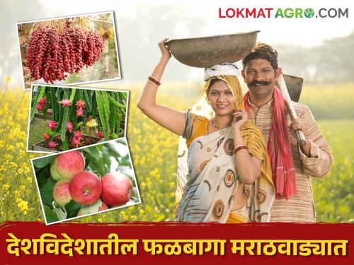 Farmers of Marathwada are developing foreign & abroad orchards | विदेशासह, परराज्यातील फळबागांचा मराठवाड्यातील शेतकऱ्यांना लागलाय लळा