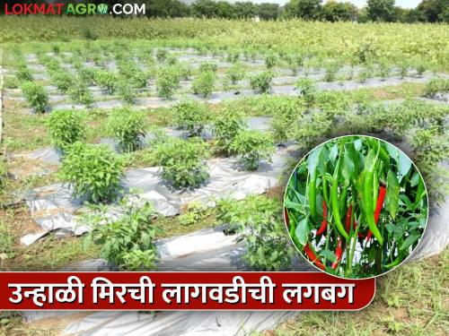 Chili farmers get to work: mulching, drip, water planning; Fear of summer | मिरची उत्पादक शेतकरी लागले कामाला : मल्चिंग, ठिबक, पाण्याचे नियोजन; उन्हाची भीती