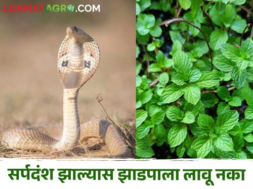 Snakes migrate to urban areas in summer; Do this remedy in case of snakebite | उन्हाळ्यात नागरी वस्तीकडे वळतात साप; सर्पदंश झाल्यास हा उपाय करा 