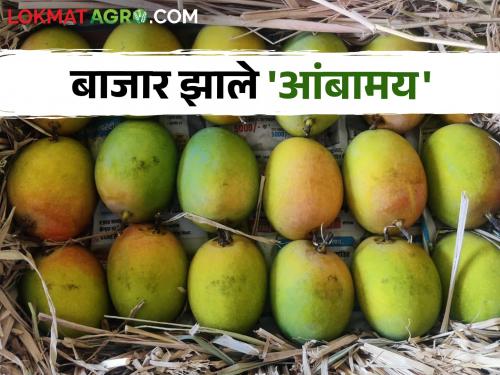 On the occasion of Gudi Padwa, there will be a record arrival of mangoes in the Vashi market | गुढीपाडव्याच्या मुहूर्तावर वाशी बाजारात आंब्याची होणार विक्रमी आवक