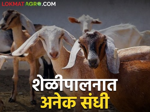 Guaranteed income in goat farming; An agricultural occupation in demand throughout the year | शेळीपालनात उत्पन्नाची हमी; वर्षभर मागणी असलेला शेतीपूरक व्यवसाय