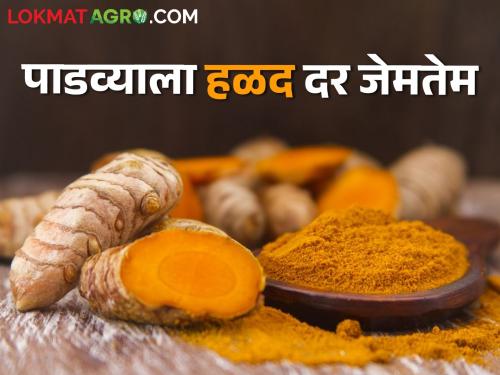 Displeasure among turmeric producers as New Year approaches; What is the price of turmeric? | नववर्ष पाडव्यालाच हळद उत्पादकांत नाराजी; काय मिळाला हळदीला दर