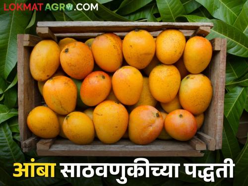 Want to store mangoes at home; Then do this simple solution | घरी आंबा साठवायचा आहे; मग हा साधा सोपा उपाय करा