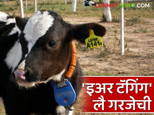 Ear tagging is now required for fodder camp, vaccination, milk subsidy | चारा छावणी, लसीकरण, दूध अनुदानास आता इअर टॅगिंग गरजेचे