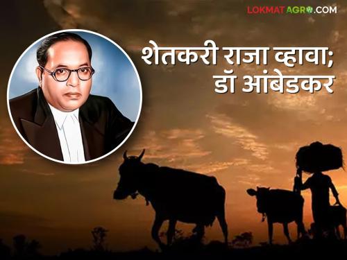 Farmers would have been happy if Dr. Babasaheb Ambedkar's agricultural policies were applicable today | शेतकरी सुखावला असता जर डॉ बाबासाहेब आंबेडकर यांचे शेती धोरण आज लागू असते
