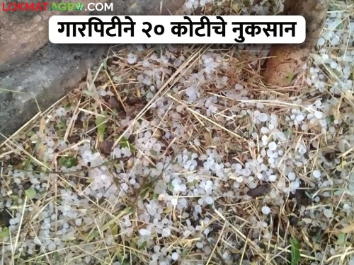 20 crore loss due to hailstorm; Rabi crops, orchards are hit hard | गारपिटीने २० कोटीचे नुकसान; रब्बी पिके, फळबागांना मोठा फटका