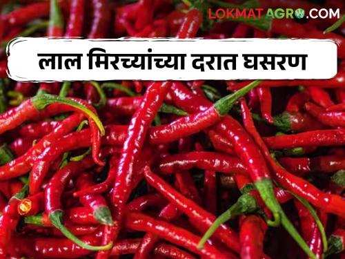 Red chillies market rate are down in Hingoli market | हिंगोलीच्या बाजारात लाल मिरच्यांचा ठसका कमी