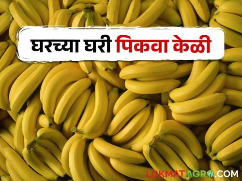 3 Easy Tips to Grow Bananas Naturally at Home | घरच्या घरी नैसर्गिकरित्या केळी पिकविण्याच्या सोप्या ३ टिप्स