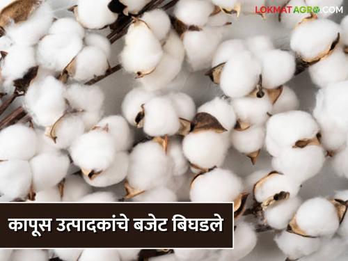 Cotton farmers are desperate; the financial budget has deteriorated, even the cost of cultivation has not been paid | कापूस उत्पादक शेतकरी हतबल; आर्थिक बजेट बिघडले, लागवड खर्चही निघेना