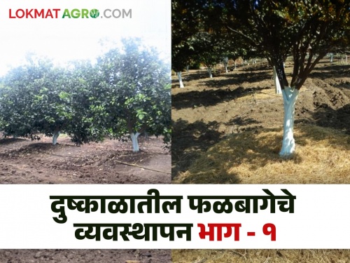 Farmer brothers, take care of orchards like this in drought conditions | शेतकरी बांधवांनो दुष्काळ सदृश्य परिस्थितीत अशी घ्या फळबागेची काळजी