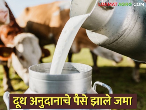 4 crore cow milk subsidy to farmers in both phases | शेतकऱ्यांना गायीच्या दुधाचे दोन्ही टप्प्यांतील ४ कोटी अनुदान मिळाले 