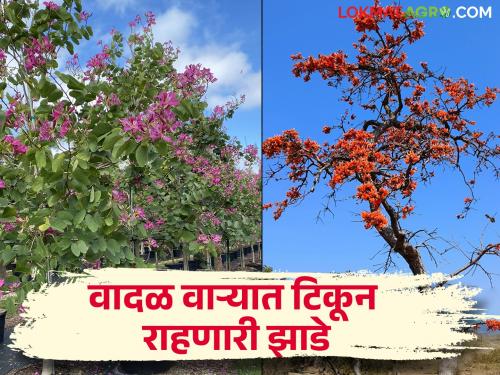 Roadside trees should not be uprooted in stormy winds! So plant these trees | वादळी वाऱ्यात रस्त्याच्या कडेची झाडे उन्मळून जाऊ नयेत! म्हणून करा या झाडांची लागवड