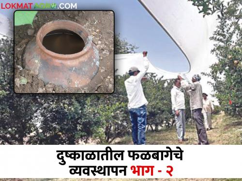 Some measures that can be used to keep the orchard alive even in the current drought conditions | काही उपाय ज्यांच्या मदतीने सध्याच्या दुष्काळ सदृश परिस्थिती मध्ये देखील ठेवता येईल फळबाग जीवंत