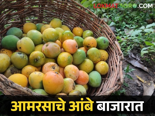 Gavran mangoes of in the market; Read what is the rate? | बाजारात आले रसाचे गावरान आंबे; वाचा काय आहे दर?