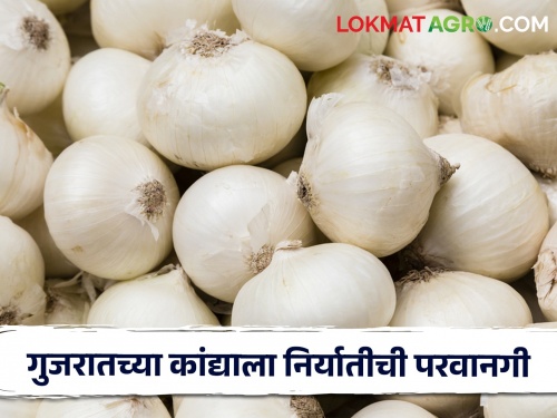 Gujarat will export 2 thousand metric tons of white onion; Export is permitted | गुजरातचा २ हजार मेट्रिक टन पांढरा कांदा होणार निर्यात; निर्यातीला परवानगी