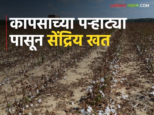 Increase the soil fertility by grinding the cotton husks | कपाशीच्या पऱ्हाट्या बारीक करून जमिनीची सुपिकता वाढवा