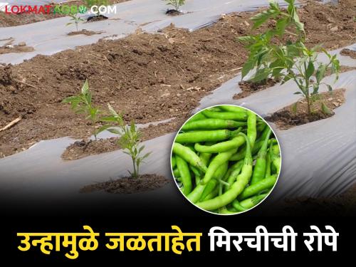 25 percent of chilli plants were scorched by heat; Replanting by farmers | उन्हामुळे २५ टक्के मिरचीची रोपे जळाली; शेतकऱ्यांकडून पुन्हा लागवड