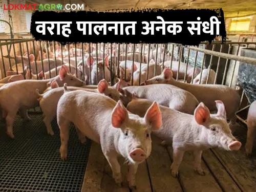 Pig Farming; An agribusiness that gives more profit in less time | वराह पालन; कमी वेळेत अधिक नफा देणारा शेतीपूरक व्यवसाय