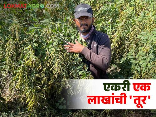 pigeon pea yields lakhs per acre; Farmers are saying no more sugarcane and cotton | एकरात लाखोंची कमाई देणारी तूर भारी; ऊस, कपाशीला आता नको म्हणतोय शेतकरी