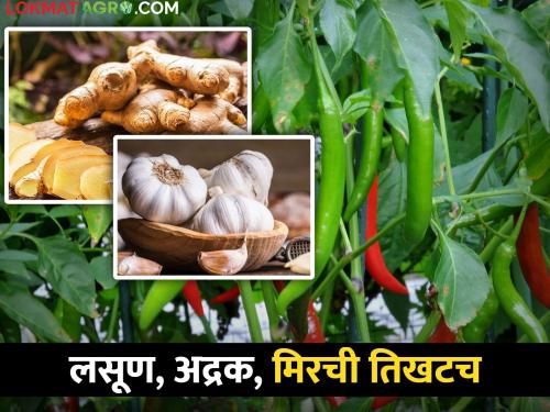 low seller in market; Garlic, ginger, chili pepper rate high | भाजीपाल्याची आवक घटली; लसूण, अद्रक, मिरची तिखटच