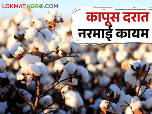 Brother No cotton this year; Due to the softening of cotton prices, productive farmers are in trouble | यंदा कपाशी नको रे दादा; कापूस दरातील नरमाईने उत्पादक शेतकरी बांधव अडचणीत