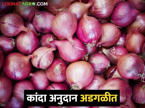The state government's announcement of onion subsidy fell into disarray | राज्य सरकारची कांदा अनुदान देण्याची घोषणा पडली अडगळीत