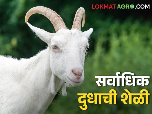 This goat that gives the most milk is beneficial in goat farming | सर्वात जास्त दूध देणारी ही शेळी ठरतेय शेळीपालनात फायद्याची