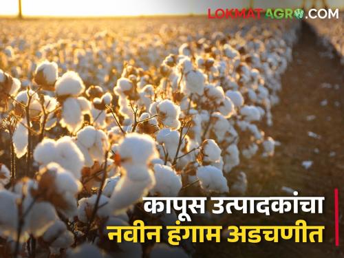Cotton in the farmer's house; Will the expected rate be achieved? | शेतकऱ्यांच्या घरात कापूस; अपेक्षित दर मिळेल का?