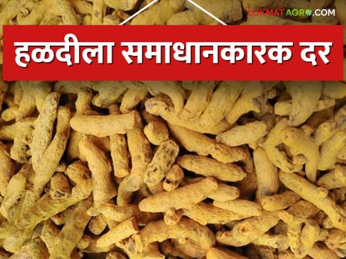 market seller of yellow gold turmeric increased; The surge in price hikes | पिवळे सोने असलेल्या हळदीची आवक वाढली; दरवाढीची झळाळी