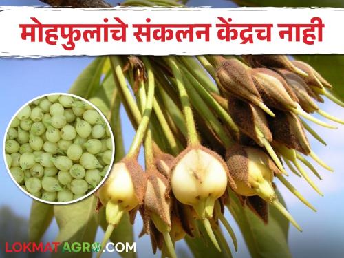 Mohafula stock is abundant but there is no collection center | मोहफुलाचा साठा भरपूर मात्र संकलन केंद्रच नाही