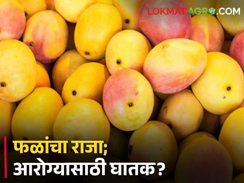 what do you say Is the king of fruits dangerous for health? | काय म्हणता; फळांचा राजा ठरतोय आरोग्यासाठी घातक?