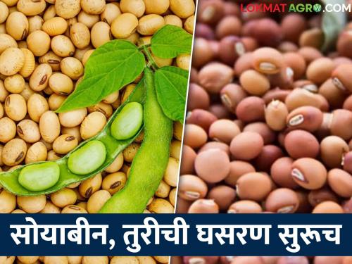 Soybean, pigeon pea farmers concern increased, how many more days to keep the agricultural produce at home? | सोयाबीन, तुरीचे उत्पादक शेतकऱ्यांची चिंता वाढली शेतमाल अजून किती दिवस घरातच ठेवायचा?