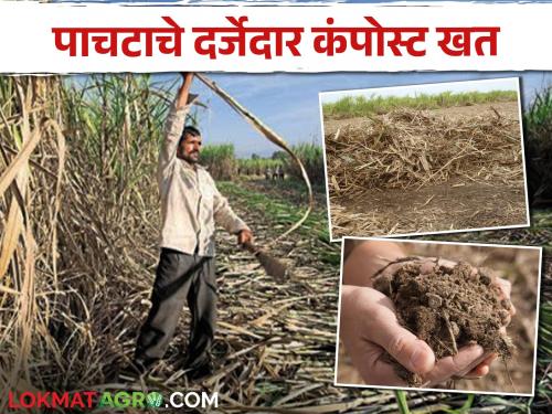 Sugarcane growers do not burn sugarcane stalks; Make compost from compost at home | ऊस उत्पादकांनो ऊसाचे पाचट जाळू नका; घरच्या घरी तयार करा पाचटापासून कंपोस्ट खत