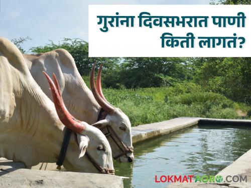 livestock farmer not follow the rules; There should be strict planning of water for animals | पशुपालकांनो सावडीनुसार नको; जनावरांच्या पाण्याचे असे असावे काटेकोर नियोजन