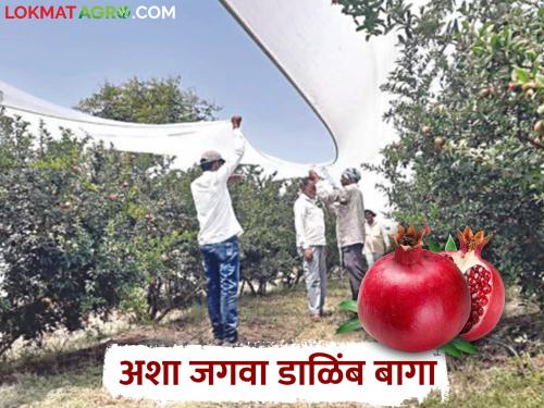 Pomegranate orchards will be covered; Only then will the garden be saved from intense heat | डाळिंब बागांना आच्छादनाची असेल साथ; तरच तीव्र उष्णतेपासून वाचेल बाग