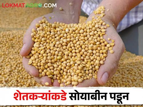 Soybean producer in trouble; Soybeans are being purchased at a lower price than the guaranteed price | सोयाबीन उत्पादक अडचणीत; सोयाबीनची हमीभावापेक्षा कमी किंमतीत होतेय खरेदी